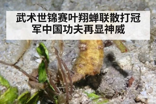 武术世锦赛叶翔蝉联散打冠军中国功夫再显神威